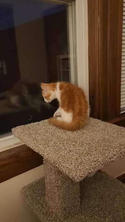 You can see the exact moment she spots her reflection