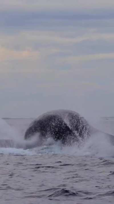 Quite possibly the most spectacular breach of a white-bellied Humpback Whale every captured.