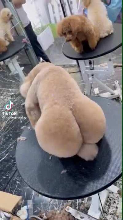 Thanks I hate dog grooming