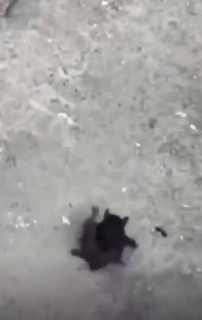 Nargacuga on his way to murder new players