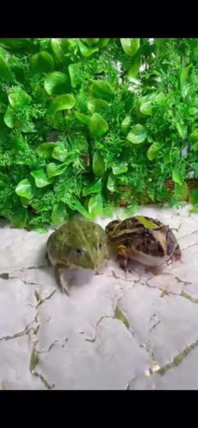 There can only be one