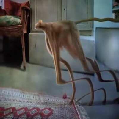 Thanks, I hate cats.