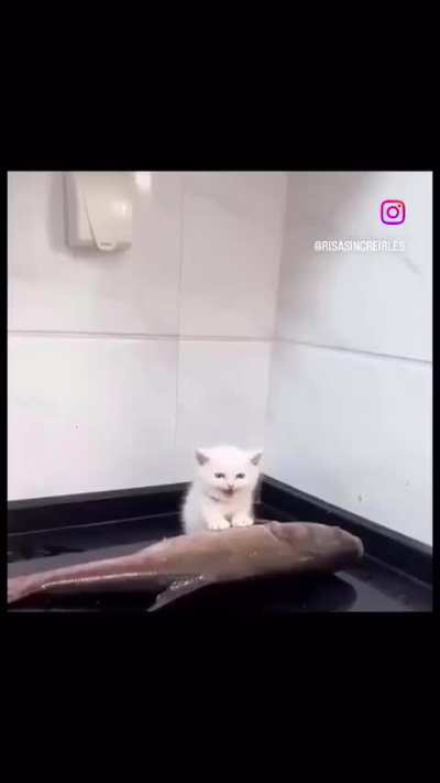 Touch tha fishy