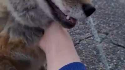 DE QUE TE REIS LA CONCHA DE TU MADRE