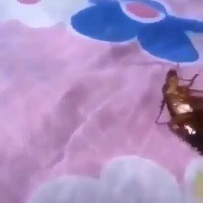 Acarisiar cucarachas es mi pasion