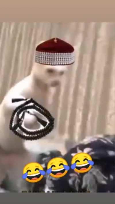 گربه اسلامی😂