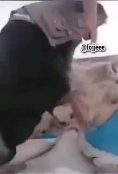 Ишаки, бараны и овцы.