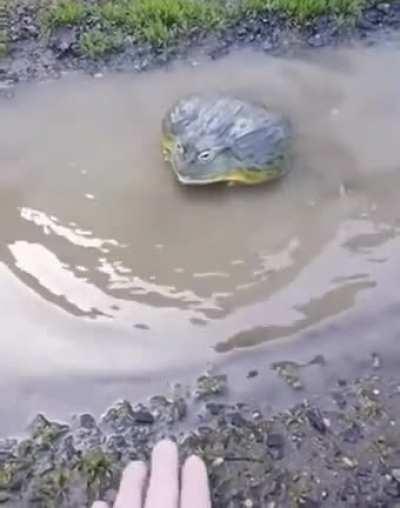 Be cautious when confronting absolute units.