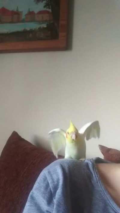 Here you can see my 5 week old cockatiel, Tempo, exercising his wings. Or he's trying to kill me, that's also a possibility.