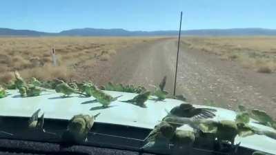Wild budgie horde swarm apocalyptic