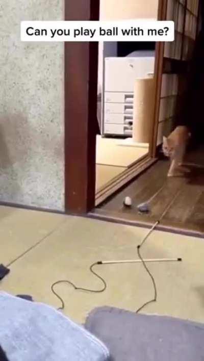 Kitty got the wrong software installed