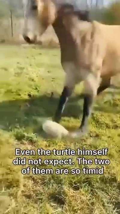 That turtle is an agent of chaos