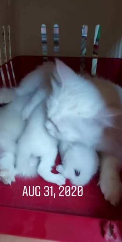 Yo guys, remember deva? This is first day when i brought her home 🏡 🐱