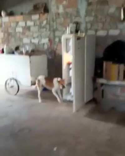 Pega cerveja pro papai!