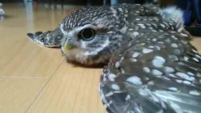 A very attentive owl