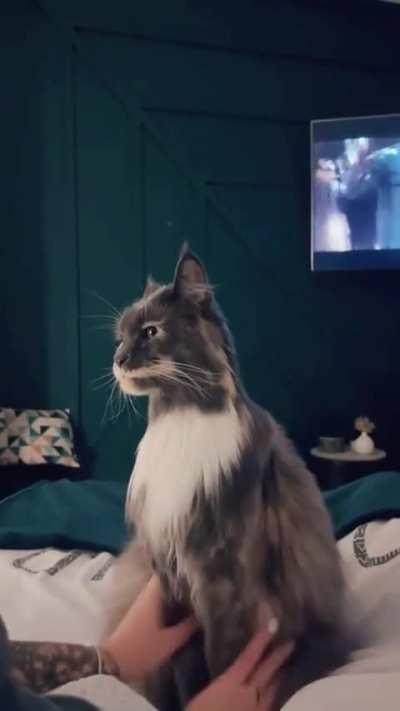 Who knows what breed of cat it is?