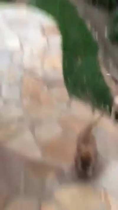 I rescued a pregnant street dog and her babies really enjoy hiding.