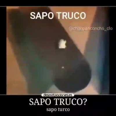 Sapo turco sapo turco