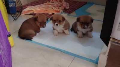 I wanted to give you a tiny corgistampede, but I just received confused looks and a delayed response.