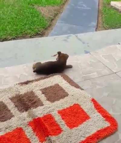 Butterfly playing with puppy