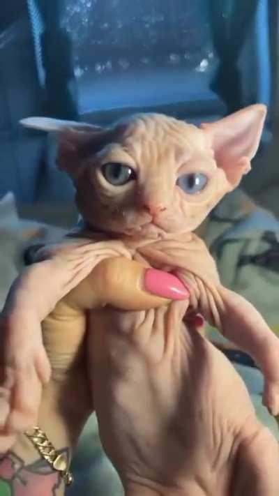 Boopy boopy boopy boop boop