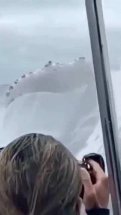 The size of this humpback whale