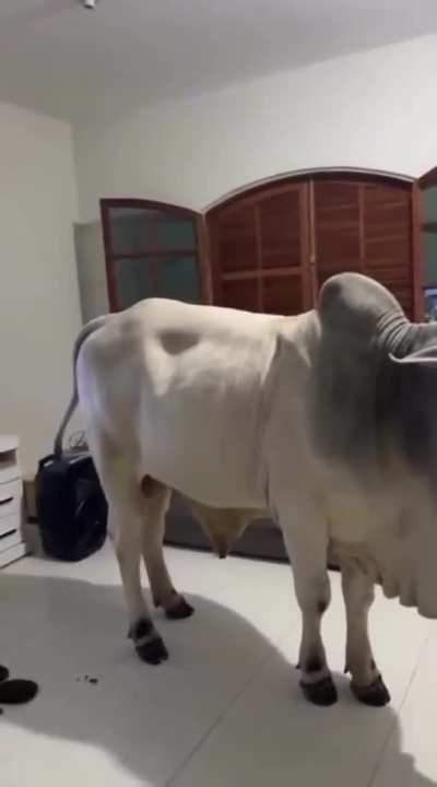 Bom almoço pessoal!