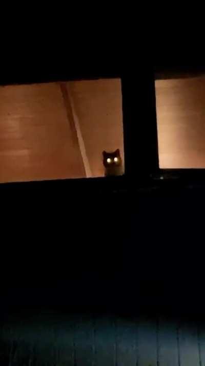 Guardian of the cabin in the woods 🐈🌳