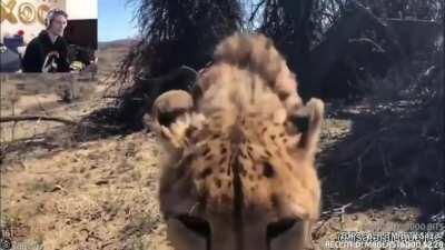 Ha ha cheetah go brrrrrrr