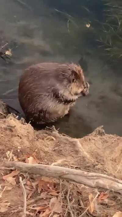 Cute chubby beaver takes a morning bath