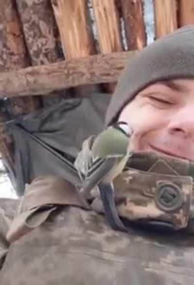 A bird on the Ukrainian soldier. Share! 🇺🇦