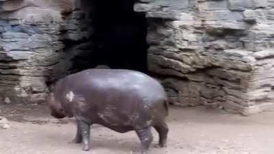 Pygmy hippo zoom meeting