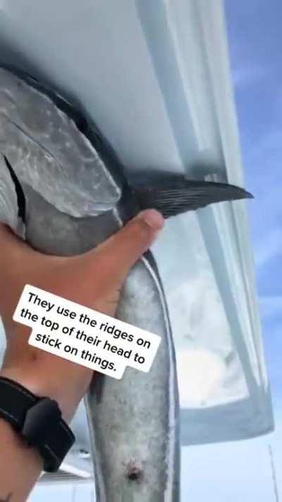 Aaand.... There it goes