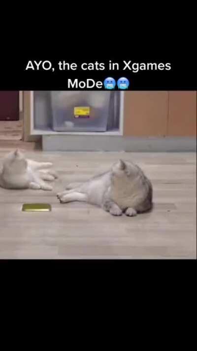 I heard Tecky likes cats