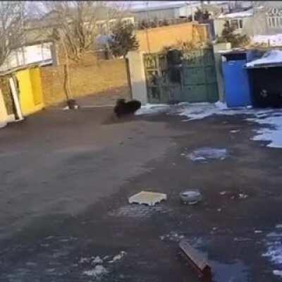 WCGW while running away from a dog