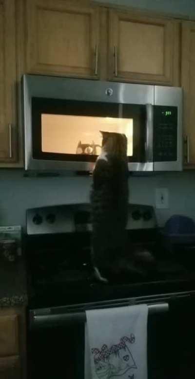 Cat.