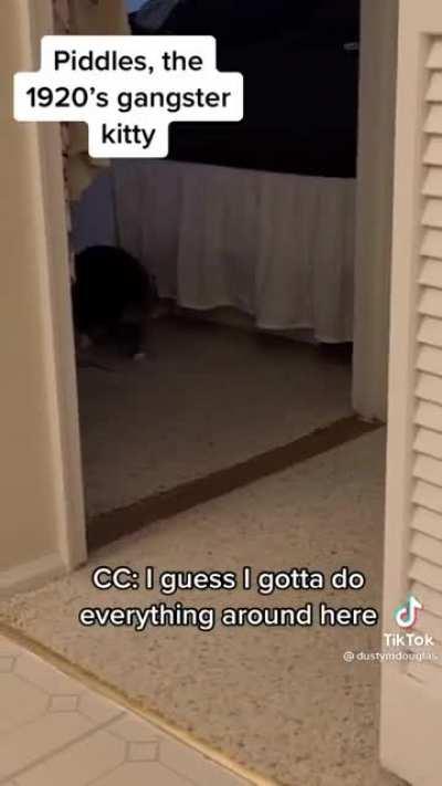 Piddles is a cool cat