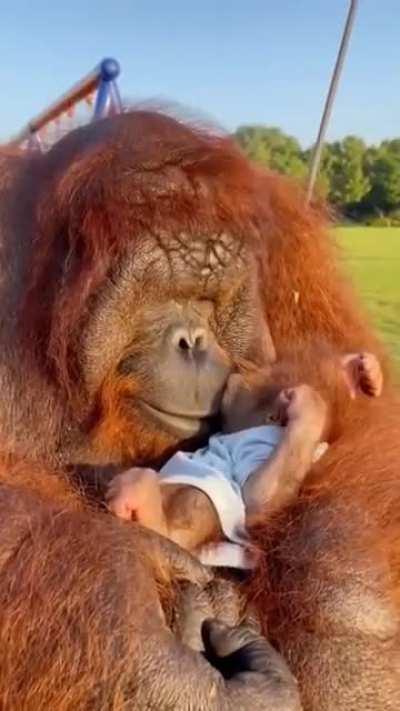 Although they're the most solitary of the great apes, Orangutans still display a great deal of social intelligence. They care for their babies for up to eight years, longer than any animal besides humans, and, unlike other apes, males have never been obse