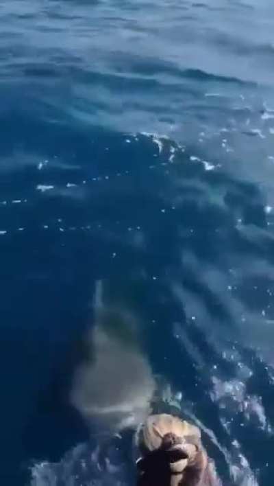 Diver almost plunges right into a sharks jaws.