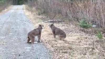 🔥 Imagine Hearing Them at Night Trekking 