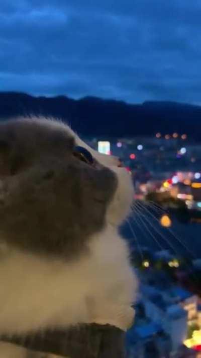 Como eu fico quando não tem live do josé: