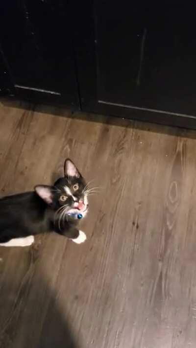 Love this little guy!