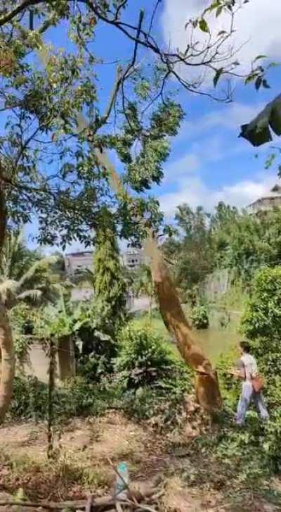 Please be careful when walking next to someone cutting a tree. The girl didn't listen when the man said 