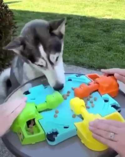 Hungry, hungry doggos.