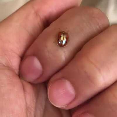 🔥 Golden tortoise beetle transforming from gold to red 🔥