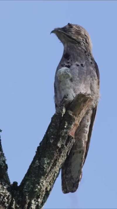 Apareció el urutaú llamado Monsalvito en la reserva Jardín de Monsalvo, en Calamuchita, y posó para la foto con su pequeño pichón