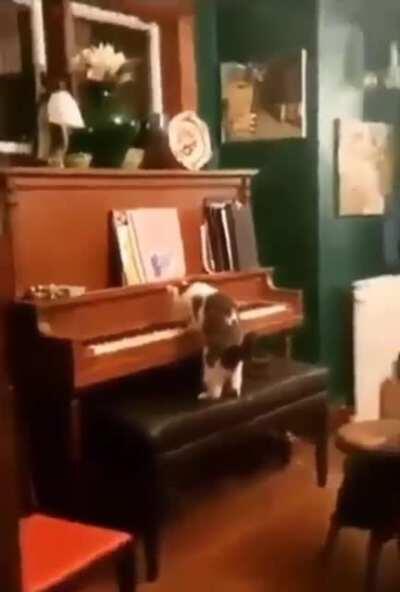 You wanna go to sleep? Time to music, hooman!