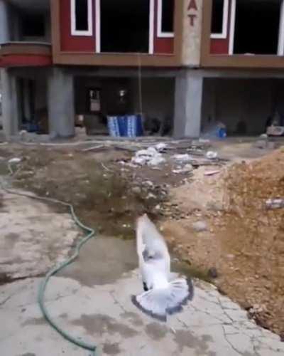 Pigeon Does Backflip