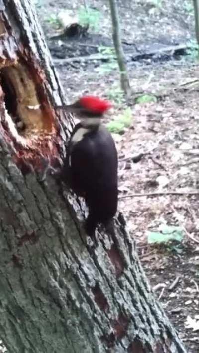 How a woodpecker pecks