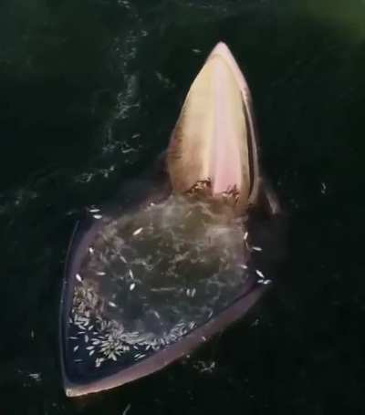 An Eden's Whale trap feeding